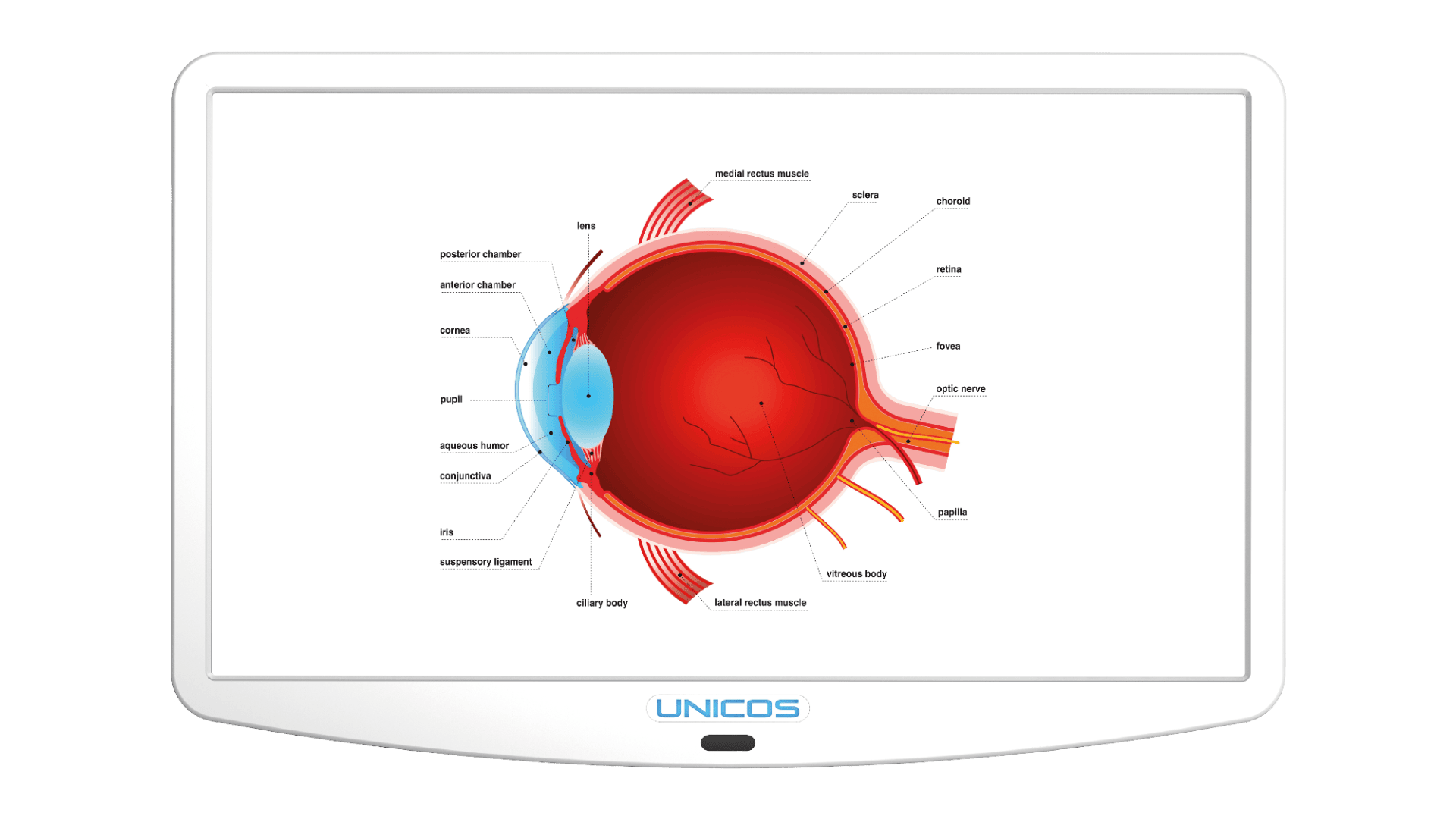 Ein Diagramm des menschlichen Auges auf einem digitalen Display, beschriftet mit anatomischen Teilen wie Hornhaut, Iris, Linse, Netzhaut, Sehnerv, Sklera, Aderhaut, Ziliarkörper und Glaskörper.