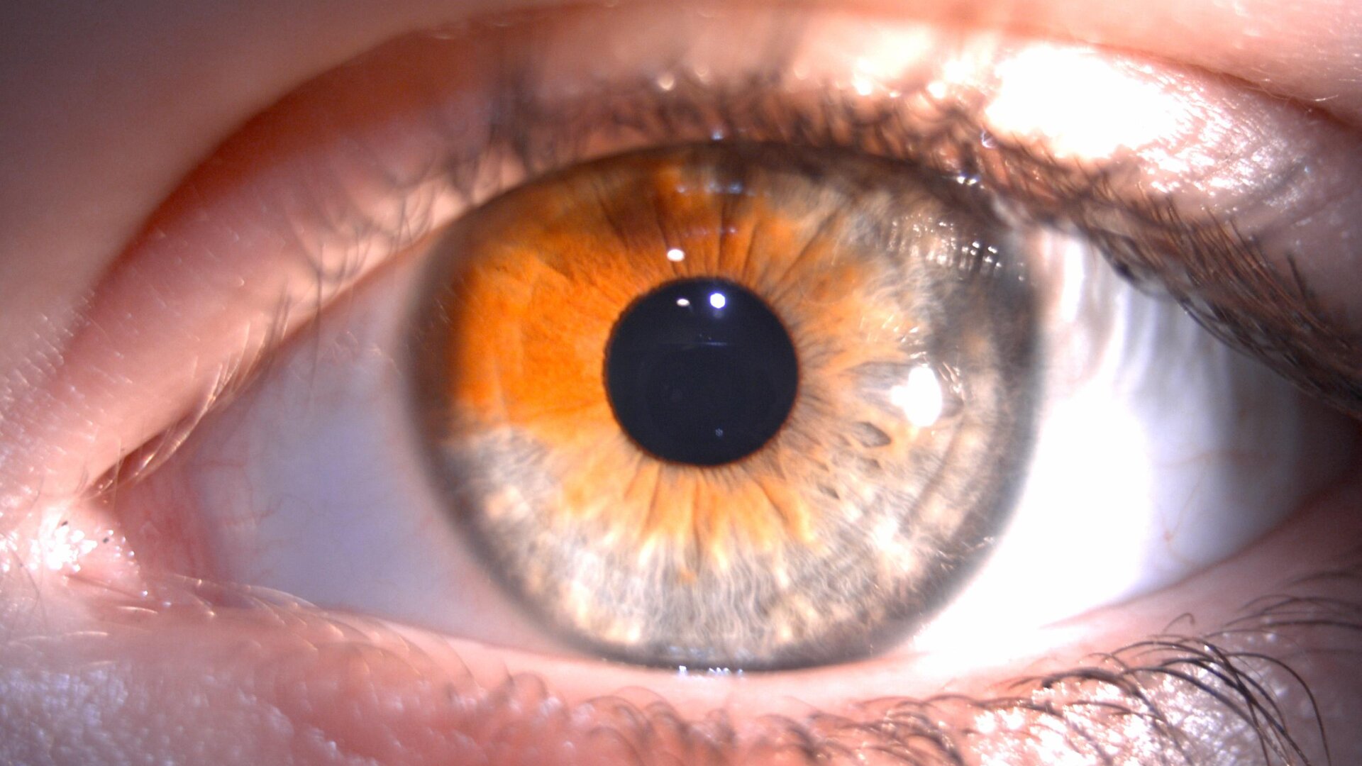 Nahaufnahme eines menschlichen Auges mit haselnussbrauner Iris, die Schattierungen von Braun, Orange und Grün sowie detaillierte Muster um die dunkle Pupille zeigt. Wimpern und Lidränder sind ebenfalls sichtbar.