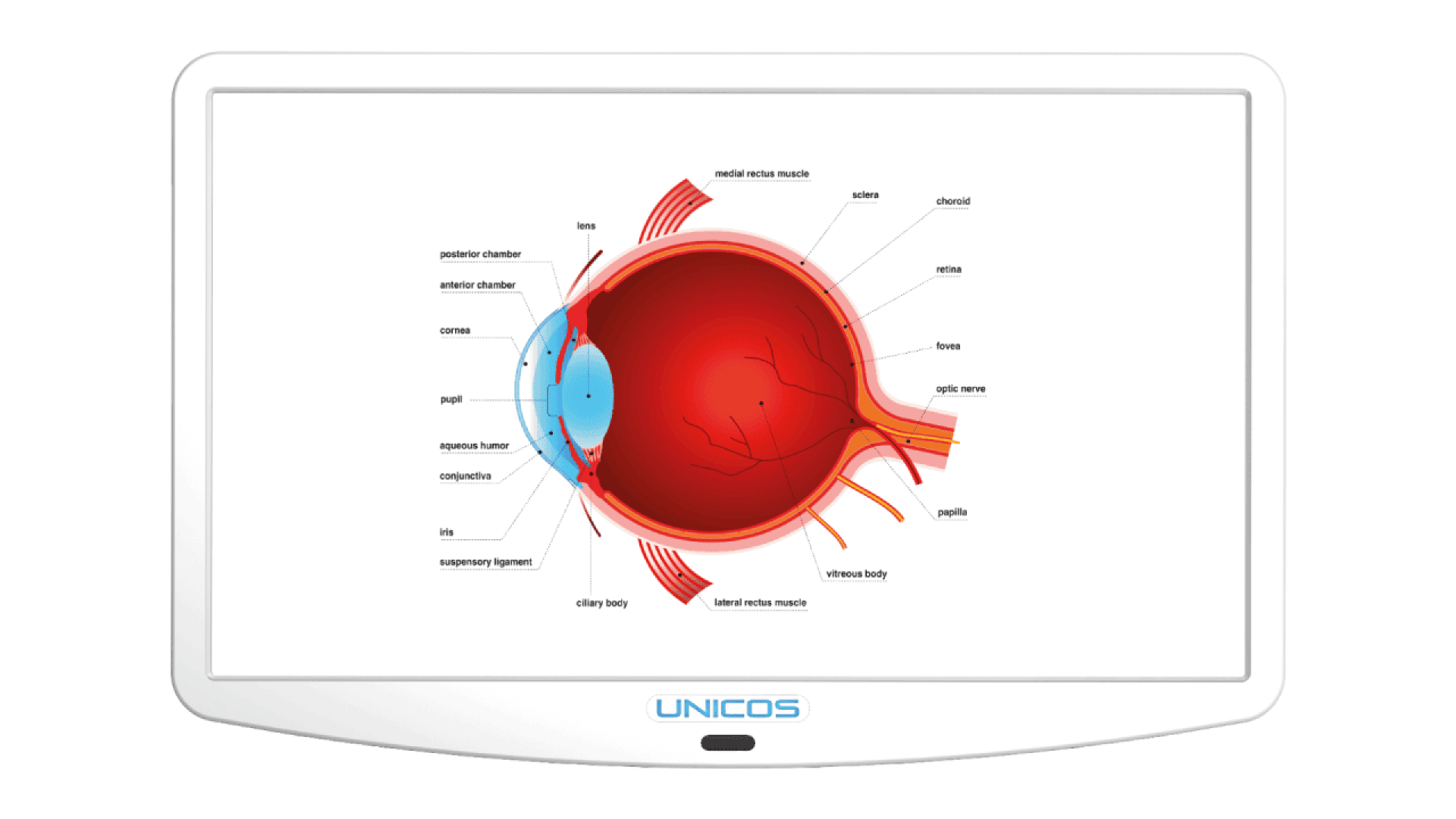 Diagram of a human eye on a screen, showing labeled parts such as the lens, cornea, retina, optic nerve, vitreous body, and eye muscles, with a white border and UNICOS written below the image.